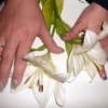 Dried Flowers and Mylar